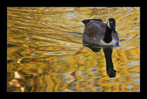 On a Golden Pond