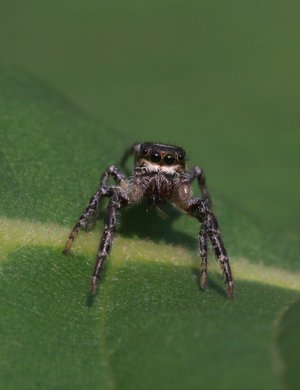 Jumping Spider 20D0033754