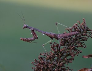 Carolina Mantis 20D0030626