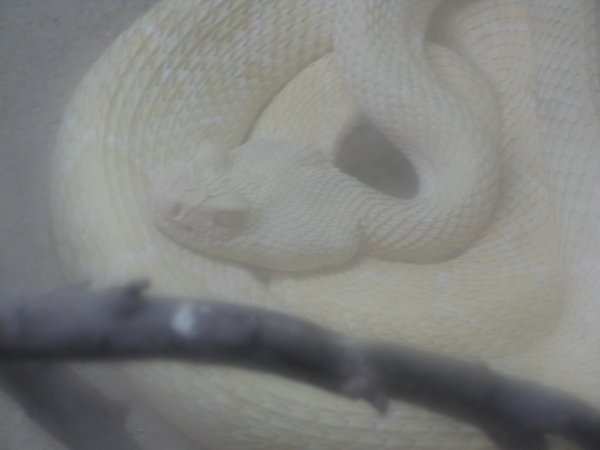 Albino Diamondback