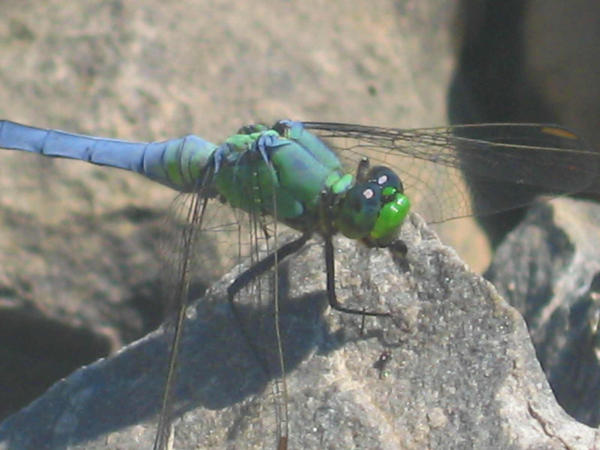 Darner Dragonfly