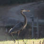 Great Blue Heron 20D0039947