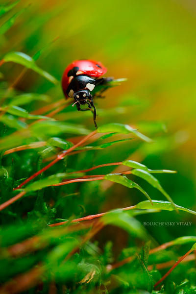 Ladybird. Through moss wood