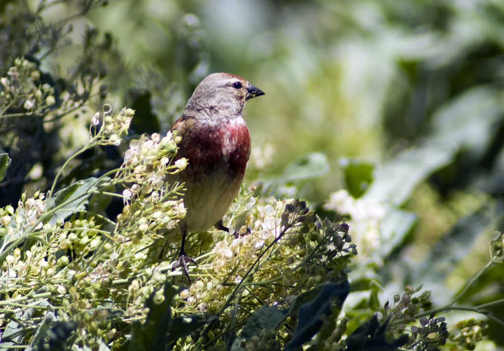 Linnet