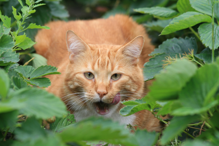 Strawberry hunter