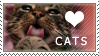 Love cats stamp