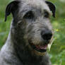 Angus the Irish wolfhound