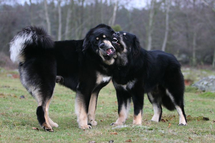 Sundari boys playing