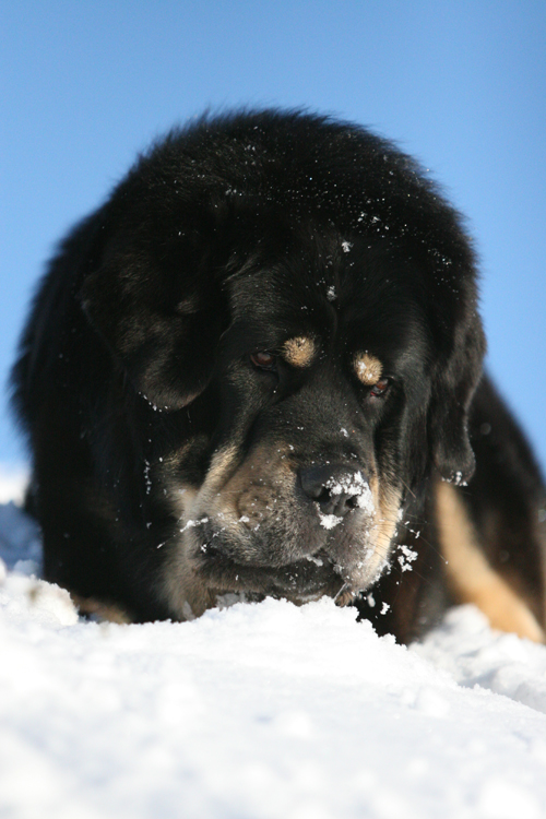 Snow Zodd