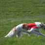 Lure coursing Borzoi