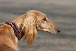 Saluki profile by BlastOButter