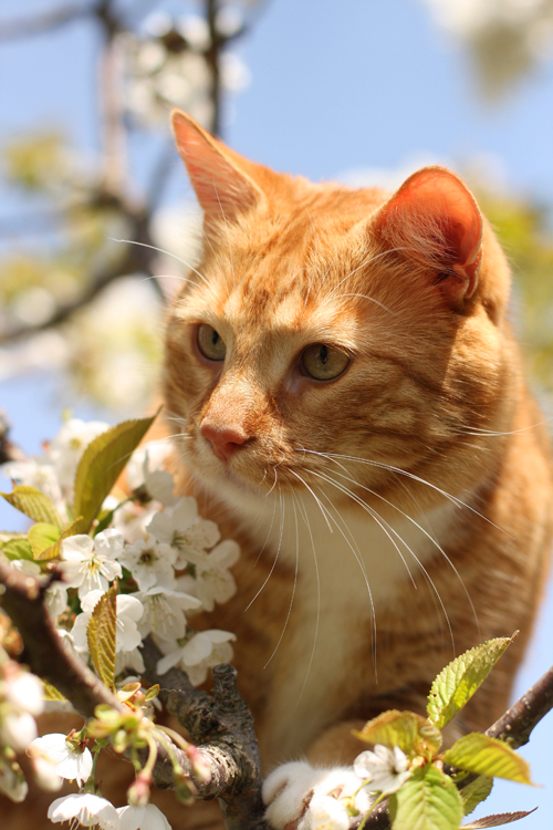 Sakura Shogo