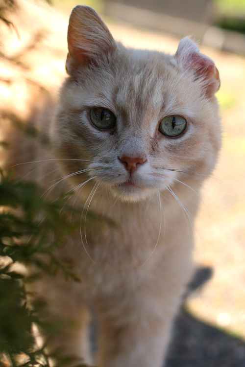 The curious gatekeeper