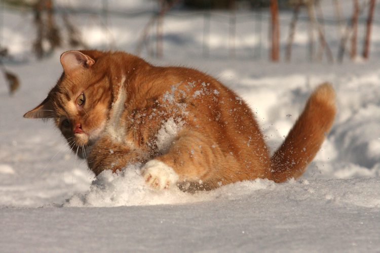 The ginger snowplow