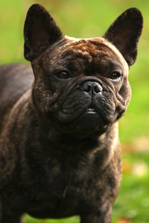 French Bulldog