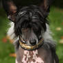 Curious chinese crested