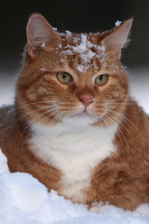 Snowy Shogo