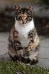 Lisa the calico kitten