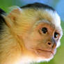 Monkey Close Up