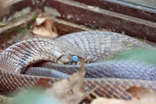 Milky Blue Eyed Snake