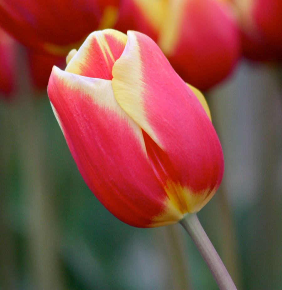 Red and Yellow Tulip