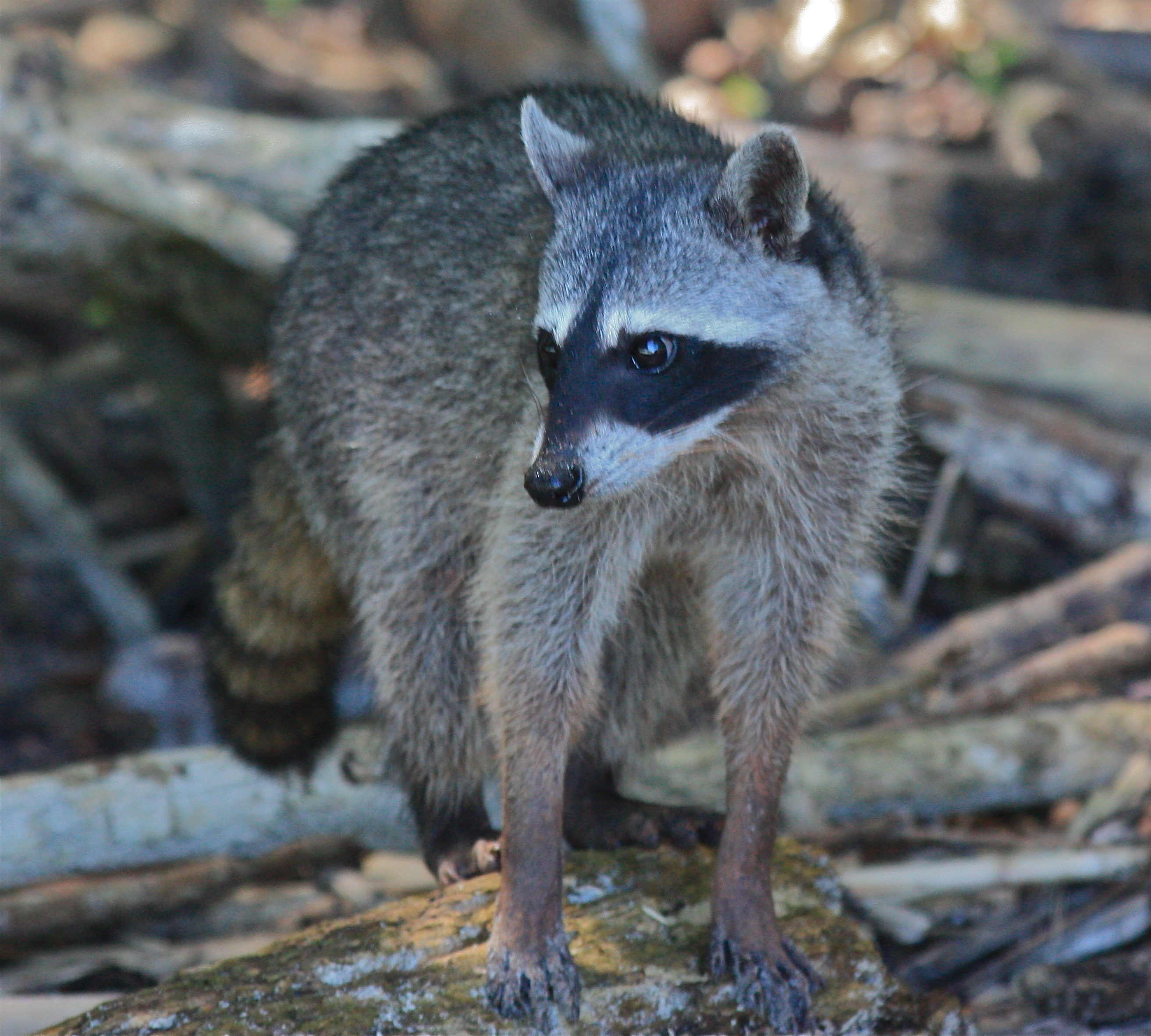 Raccoon Savaging for food