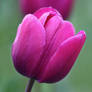 Purple Tulip