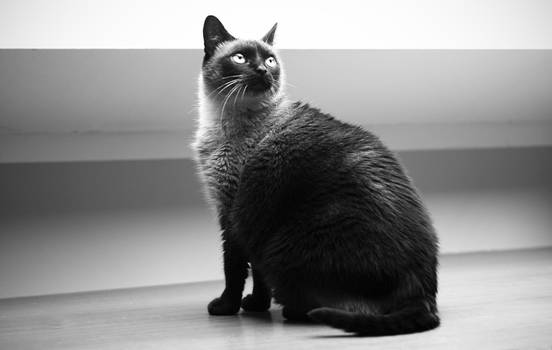 cat in grays