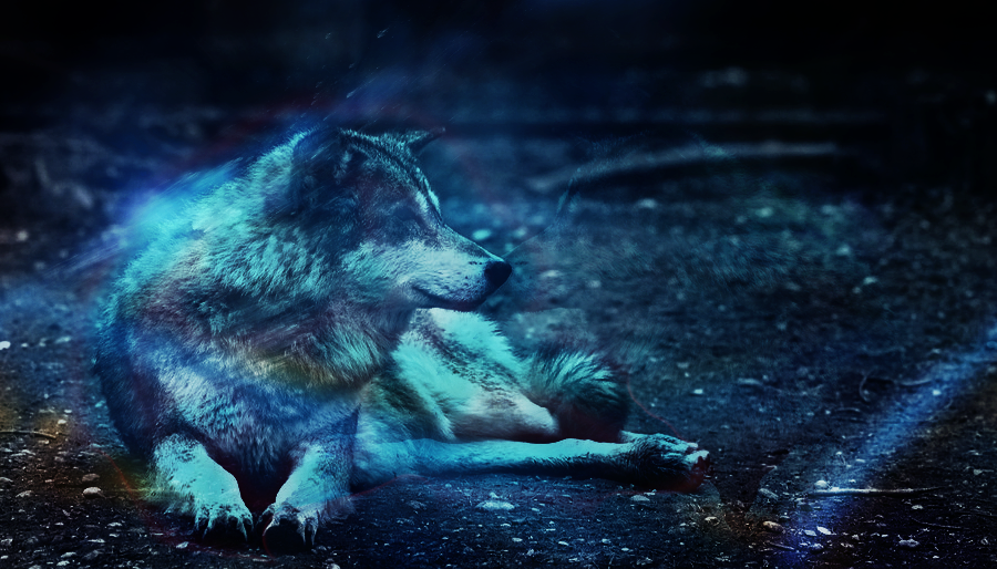 Wolf's soul