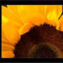 Sun Flower 3