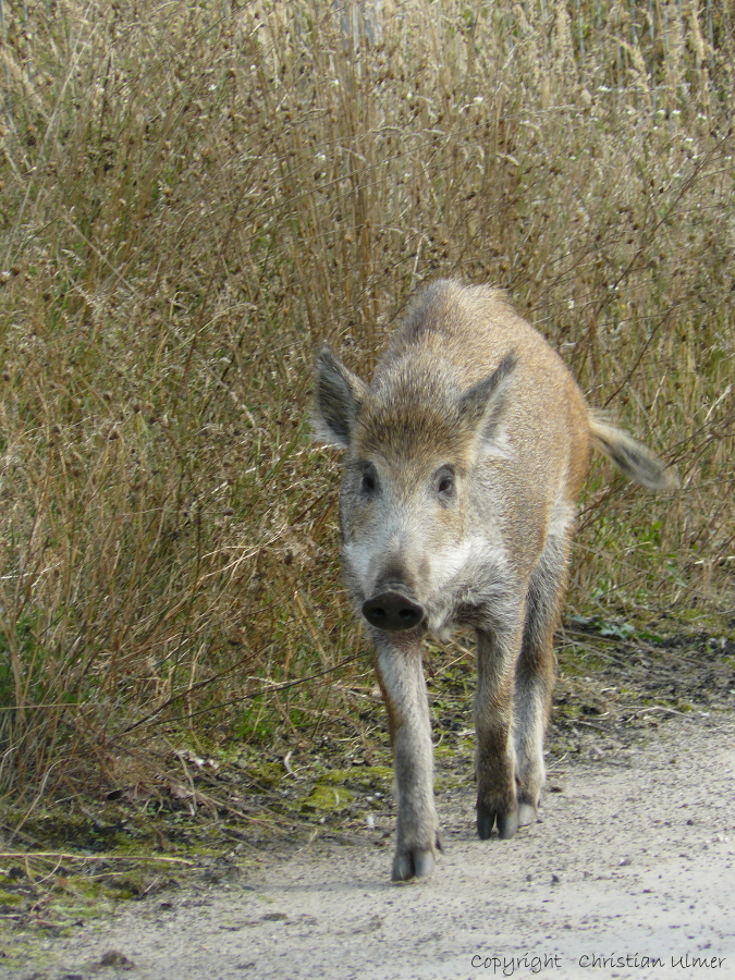 Wild Boar - I