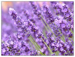 Lavender - II