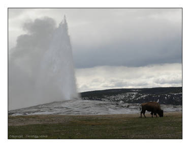 Old Faithful and Bizon - I