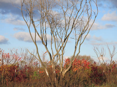 Field tree