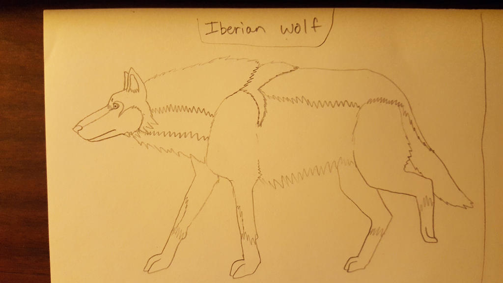 Iberian Wolf