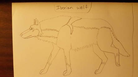 Iberian Wolf