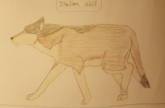 Italian Wolf Colored