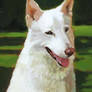 Filou, the white Dog