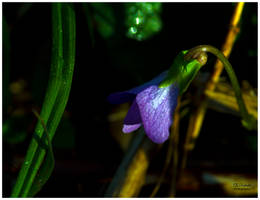 Purple in the Evening