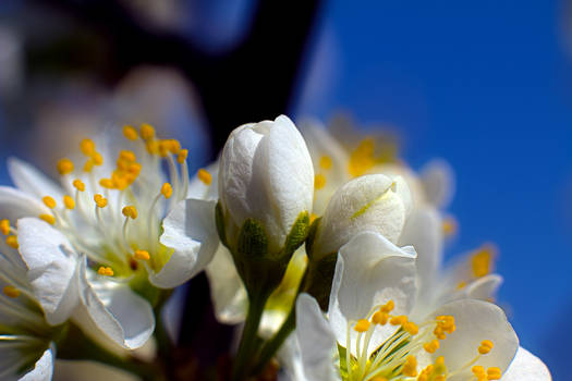 cherry blossoms