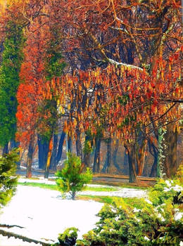 Snow this morning... :)