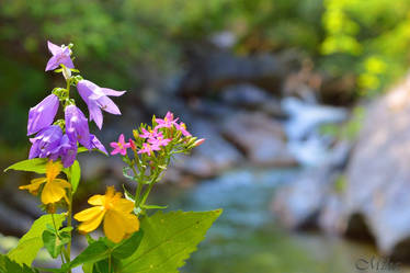 Beautiful flower