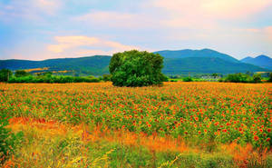 Sunflowers