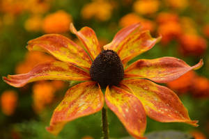 Beautiful flower
