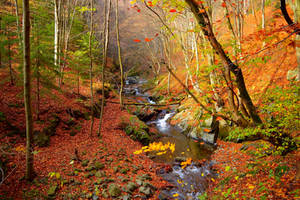 The magical forest...