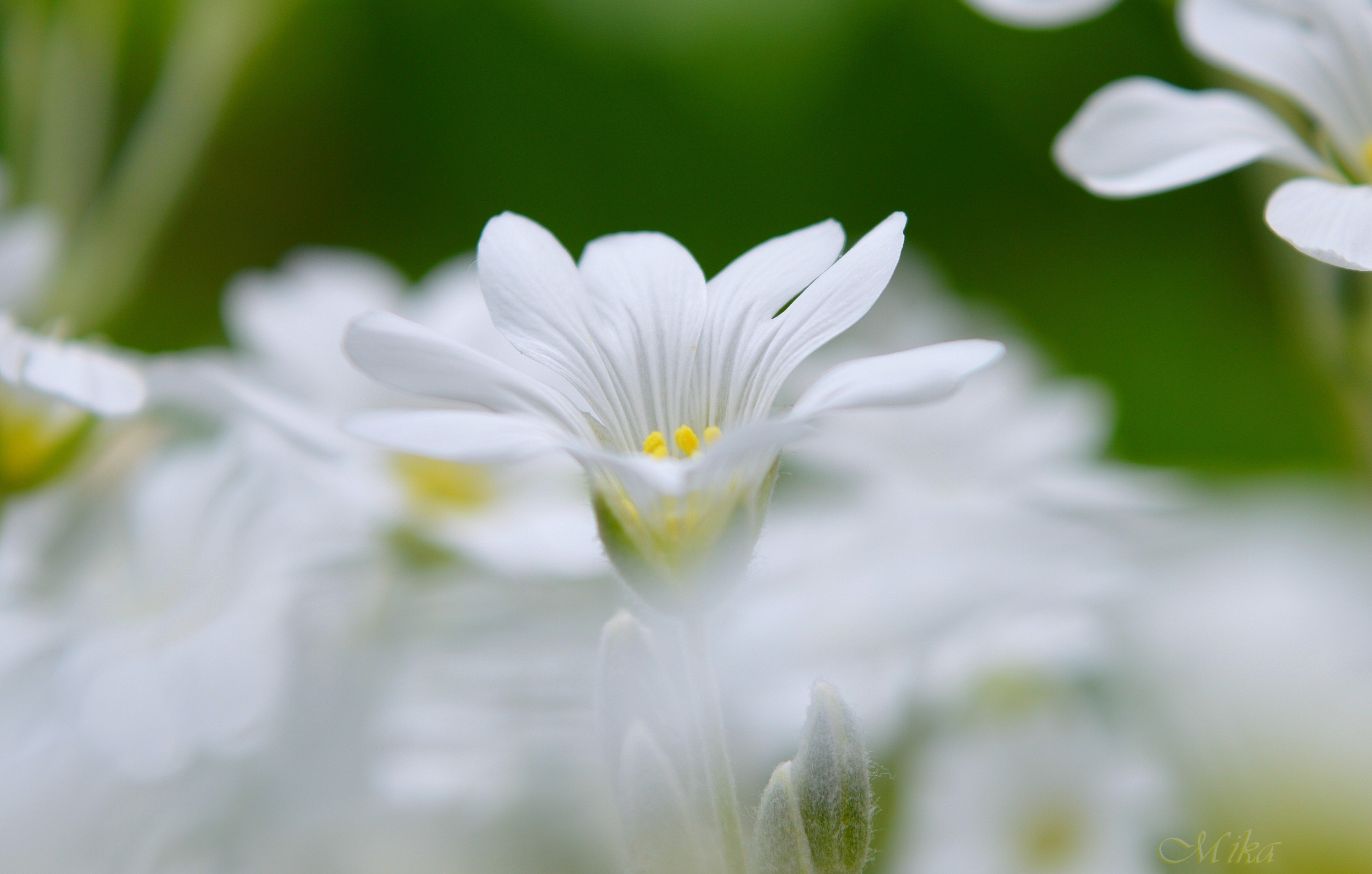 Beautiful flower