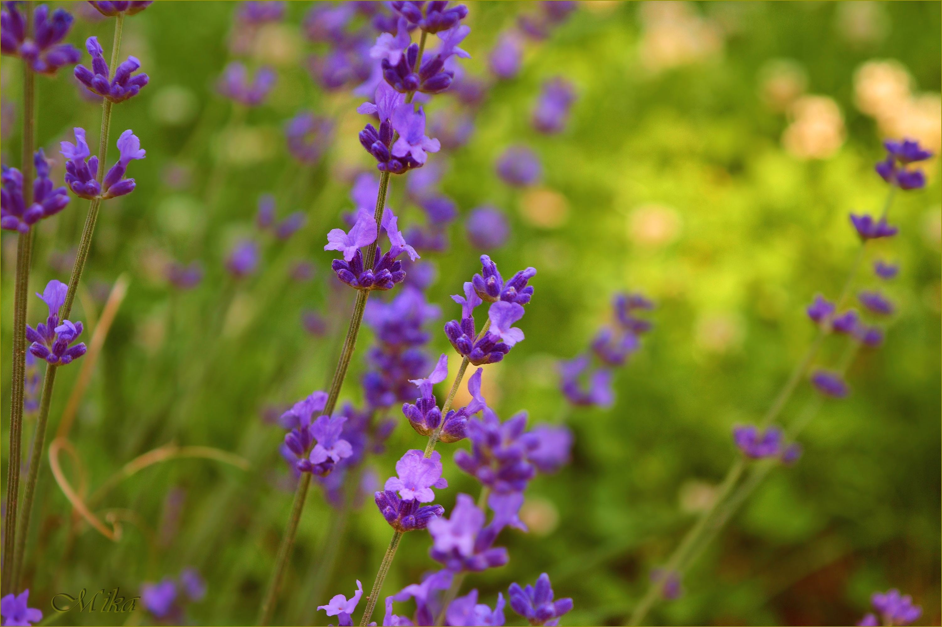 Beautiful flower