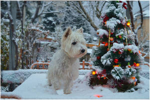 Morning with the first snow...