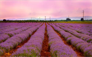 Morning under the violet clouds