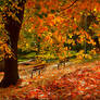 Magical autumn...!!!